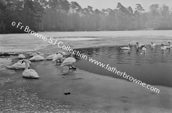 SWANS IN FROZEN POND / LAKE